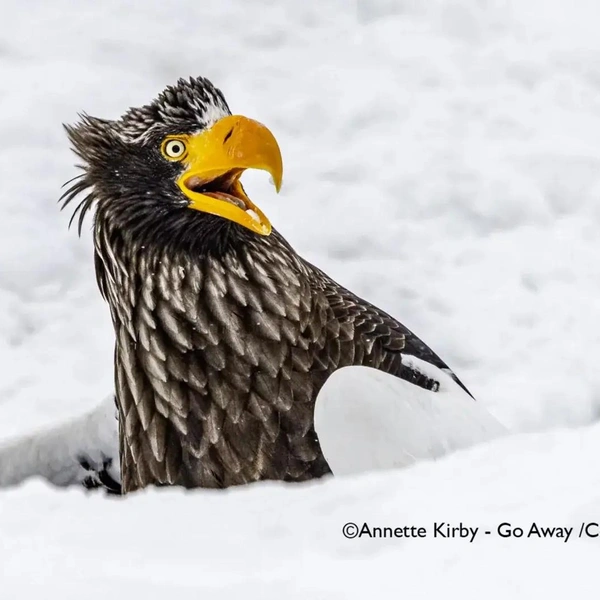 Источник: Nikon Comedy Wildlife Awards