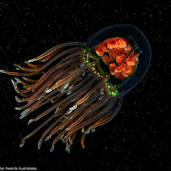 Второе место в номинации «Международные воды» | Источник: Luc Rooman / Underwater Awards Australasia 2025