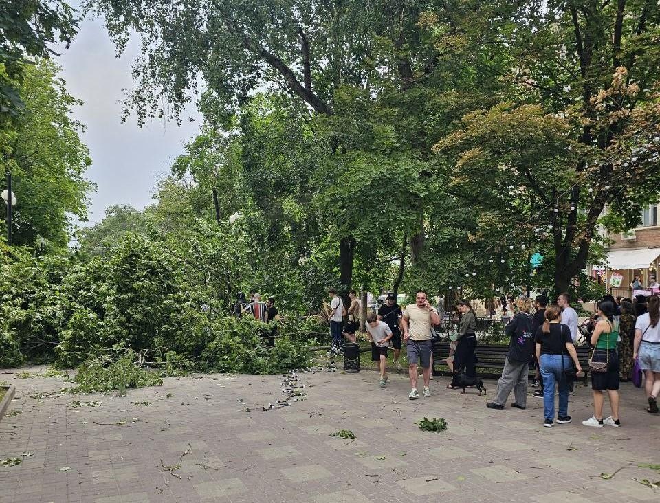Веткой — по голове. Ветер в Ростове повалил деревья, пострадали двое