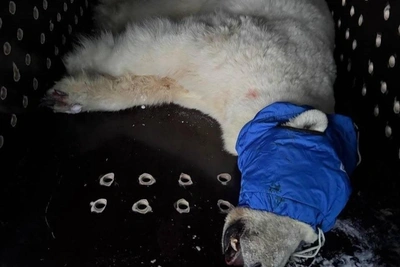 Captured white bear that attacked family to be sent to zoo