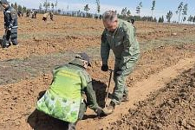 Более 600 человек посадили «Сад Памяти» в Бурятии