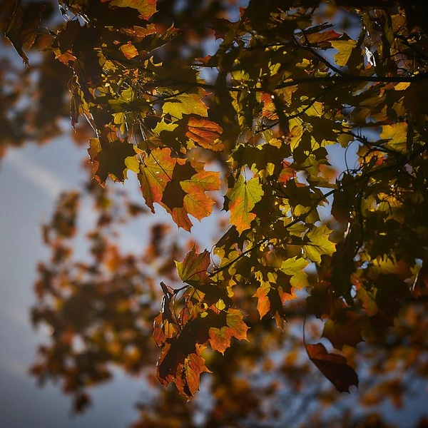 Источник: музей-заповедник «Петергоф»