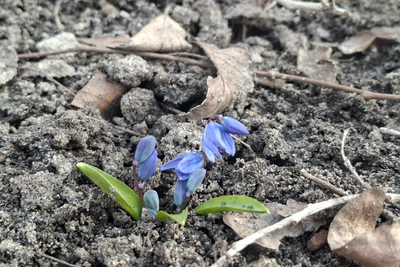 Как сохранить первоцветы в Воронеже