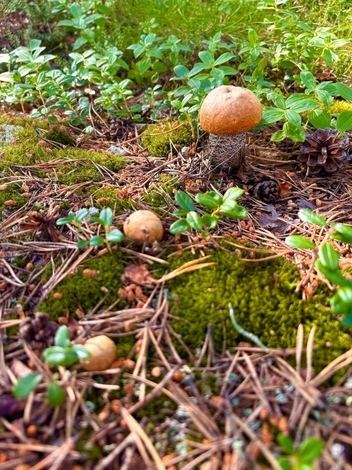 Источник: Наталья Богданова