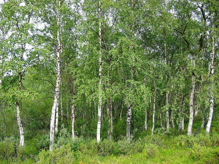 Какие легенды хранят дуб, сейба, тис, драконово дерево и береза