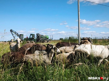 Их не пугает гул тракторов и экскаваторов | Источник: Михаил Мечев / MSK1.RU
