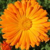 userpic__Мадам Календула