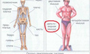 В школьном учебнике «Окружающий мир» нашли грубые анатомические ошибки