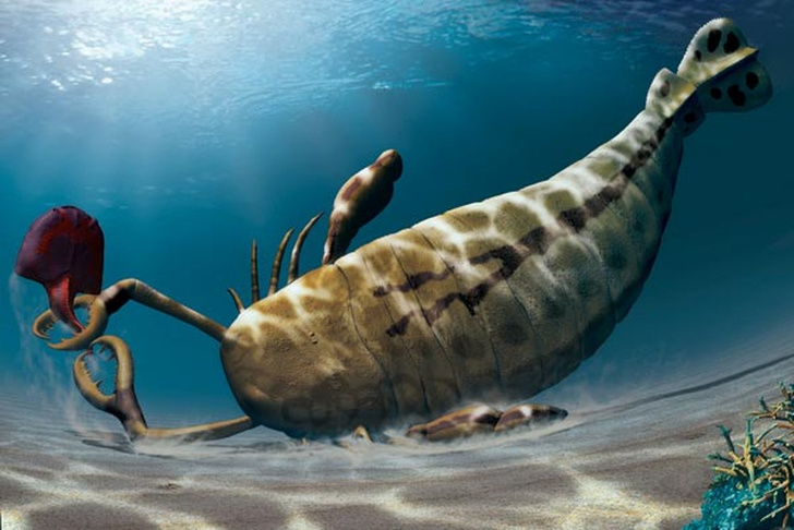 «Золотой век» букашек: какими были крупнейшие насекомые доисторической эпохи