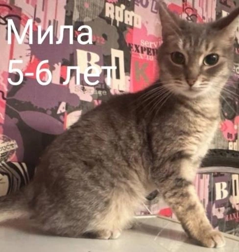 Источник: Помощь бездомным животным г. Полярные Зори! / Vk.com