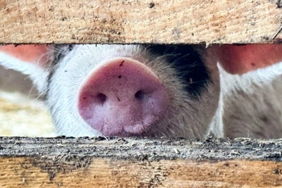 Гранты для фермеров Забайкалья увеличат на 86 млн рублей в 2026 году