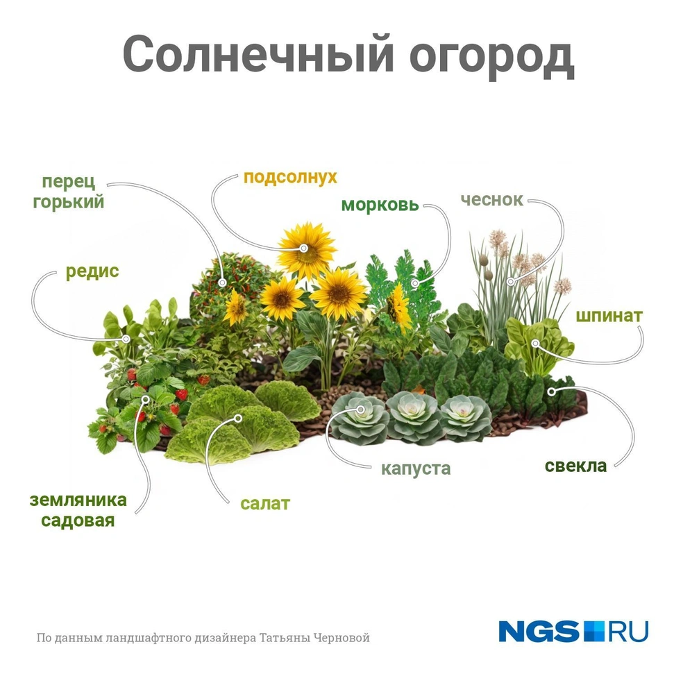 Огород может быть не только полезным, но и красивым! | Источник: Юрий Орлов / Городские медиа