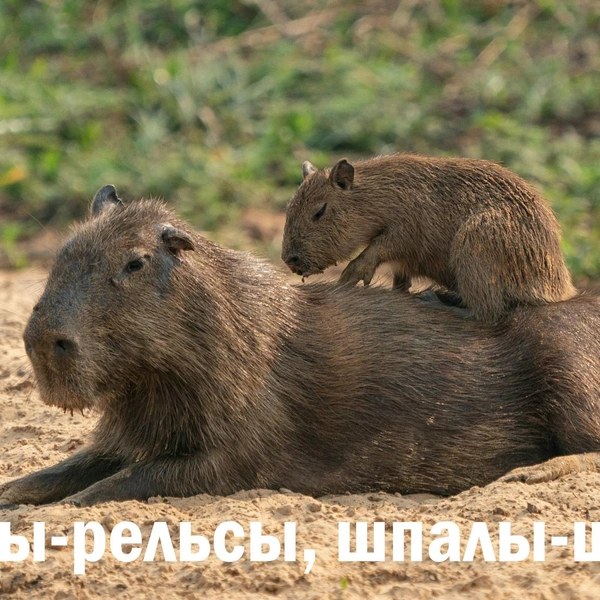 Источник: Bob Brewer / Unsplash; коллаж Vokrugsveta.ru