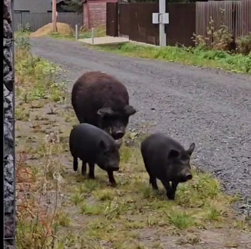 Источник: кадр из видео Мегаполис | ДТП и ЧП | Санкт-Петербург | Питер💡