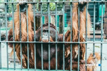 И слишком задумчивый орангутан, который, кажется, ищет смысл жизни | Источник: Алина Ринчино / «ИрСити»