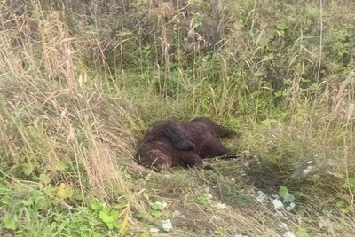 В ХМАО медведица три дня охраняла сбитого медвежонка