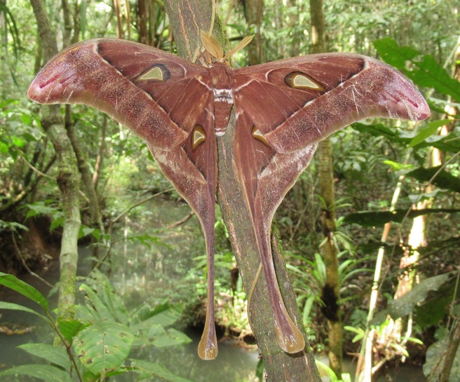 Одна из самых больших бабочек в мире — павлиноглазка геркулес | Источник: Александр Фомичев