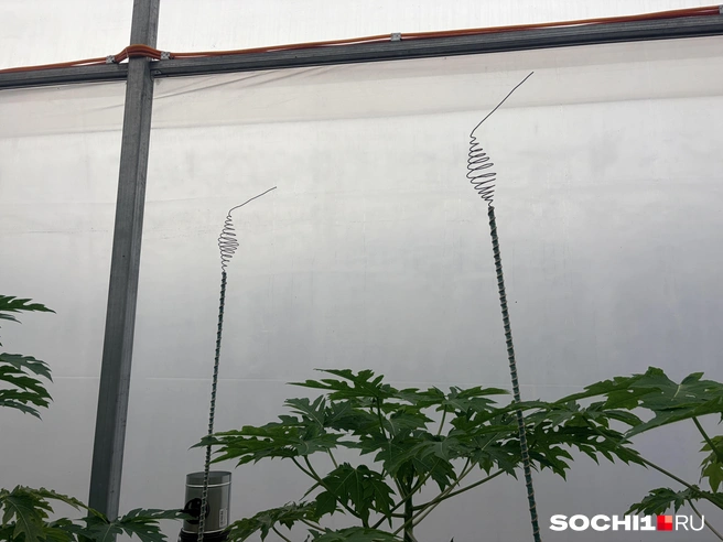 Медная проволока ускоряет процессы питания растений  | Источник: Анна Грицевич / SOCHI1.RU