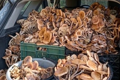 Белые заканчиваются, опята заполняют багажники