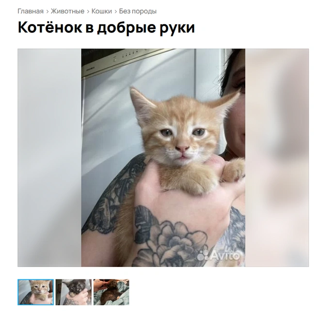 Зачем разбудили? | Источник: Avito.ru