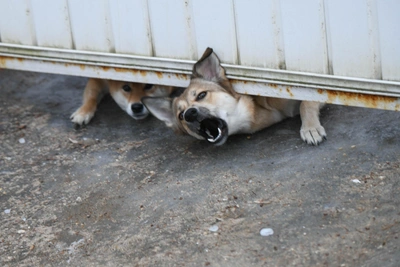 Stray dogs attack village in Volgograd