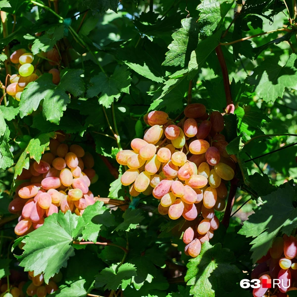 Источник: Роман Данилкин / 63.RU