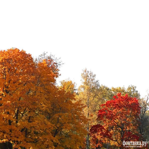 Источник: Лада Шаталова / читательница «Фонтанки»