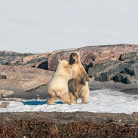 Об ось не трутся: посмотрите, как живут белые медведи в российской Арктике — 17 фото