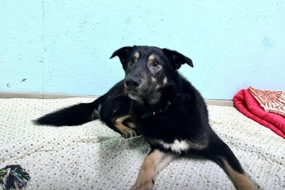 Owners abandoned young dog in Arkhangelsk