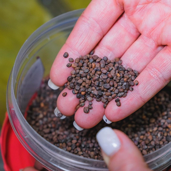 Так выглядят семена редиса | Источник: Тимофей Калмаков / 59.RU