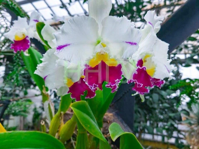 На снимке — гибридная орхидея каттлея. | Источник: Университет Лобачевского | ННГУ / Telegram