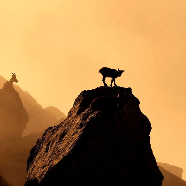 Победитель в номинации «Молодой фотограф в возрасте до 14 лет» | Источник: Lubin Godin / European Wildlife Photographer of the Year 2025