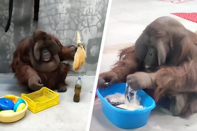 Perm Zoo Orangutans Sweep and Wash on Sanitary Day
