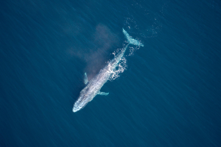 Чудо-юдо: 20 удивительных фактов о самых больших китах на планете