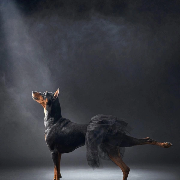 Источник: Dog Photography Awards