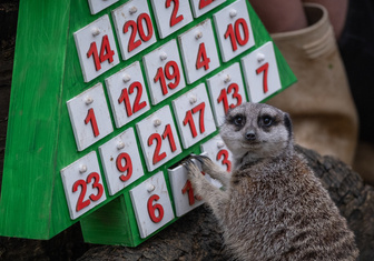 Обитателям Лондонского зоопарка подарили рождественские календари