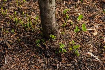 Уфа компенсирует вырубку деревьев новыми посадками