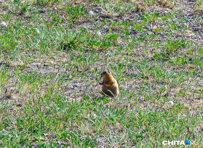 Требования касаются всех  | Источник: Олег Федоров / CHITA.RU