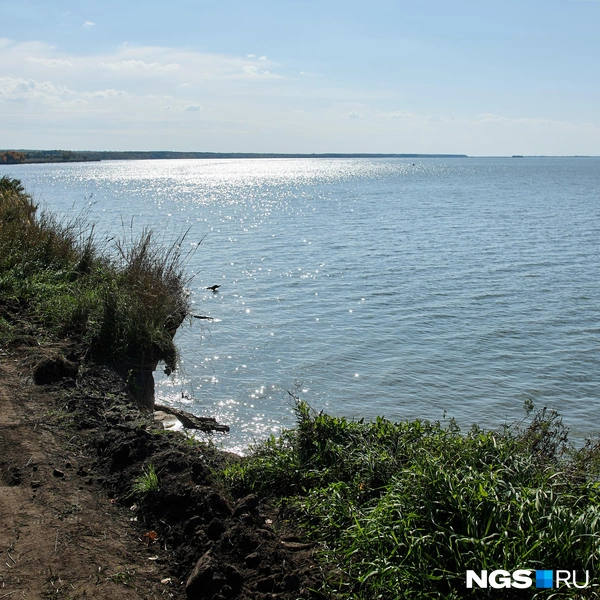 Высокий берег Миловановского острова этим летом вновь осыпался | Источник: Александр Ощепков / NGS.ru