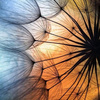 userpic__Murena