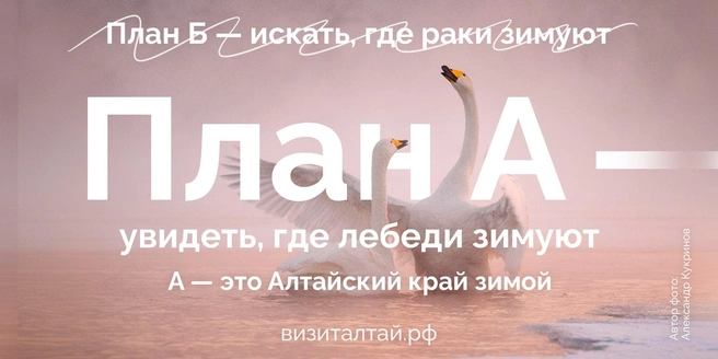 В морозные солнечные дни лебеди похожи на волшебный мираж | Источник: АНО «Алтайтурцентр»