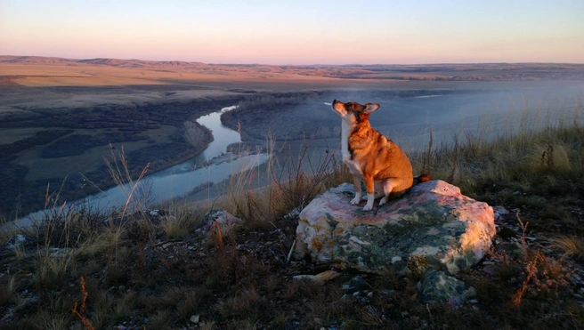 Любимая собака Алиса | Источник: Предоставлено Николаем Пушилиным
