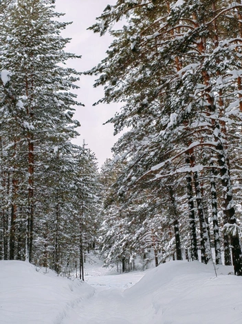 А это фото от Теи. | Источник: читательнциа НГС
