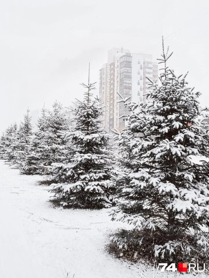 А вот на Тополинке — новогоднее настроение | Источник: читатель 74.RU