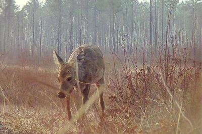 Zabaykalsky Krai shows rare camera-trap footage