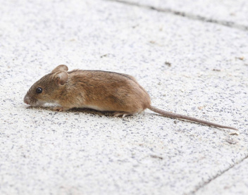 По прозвищу «мышь»: кто такая полевка и что стоит о ней знать