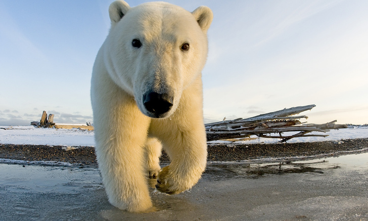 На Чукотке замечен белый медведь с надписью «Т-34» на боку (видео)