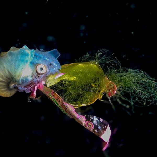 Источник: Lukasz Ginalski / International Photography Awards 2025