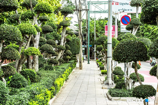 Многие улицы в Бангкоке зеленые. Здесь вообще стараются «держать» побольше растений, чтобы очищать грязный городской воздух | Источник: Алина Ринчино / «ИрСити»