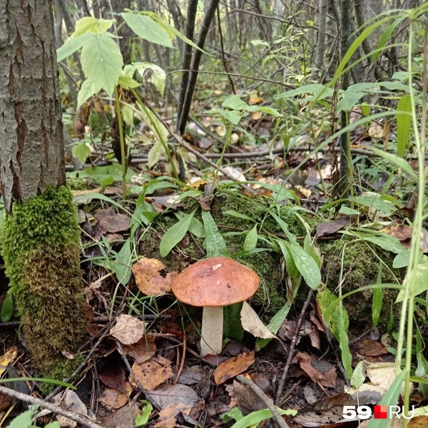 Отличный экземпляр! | Источник: Екатерина, читатель 59.RU